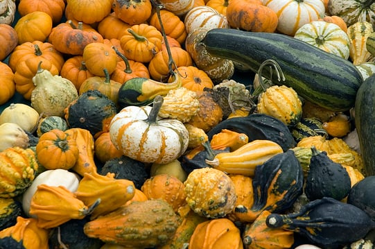 Assortment of gourds