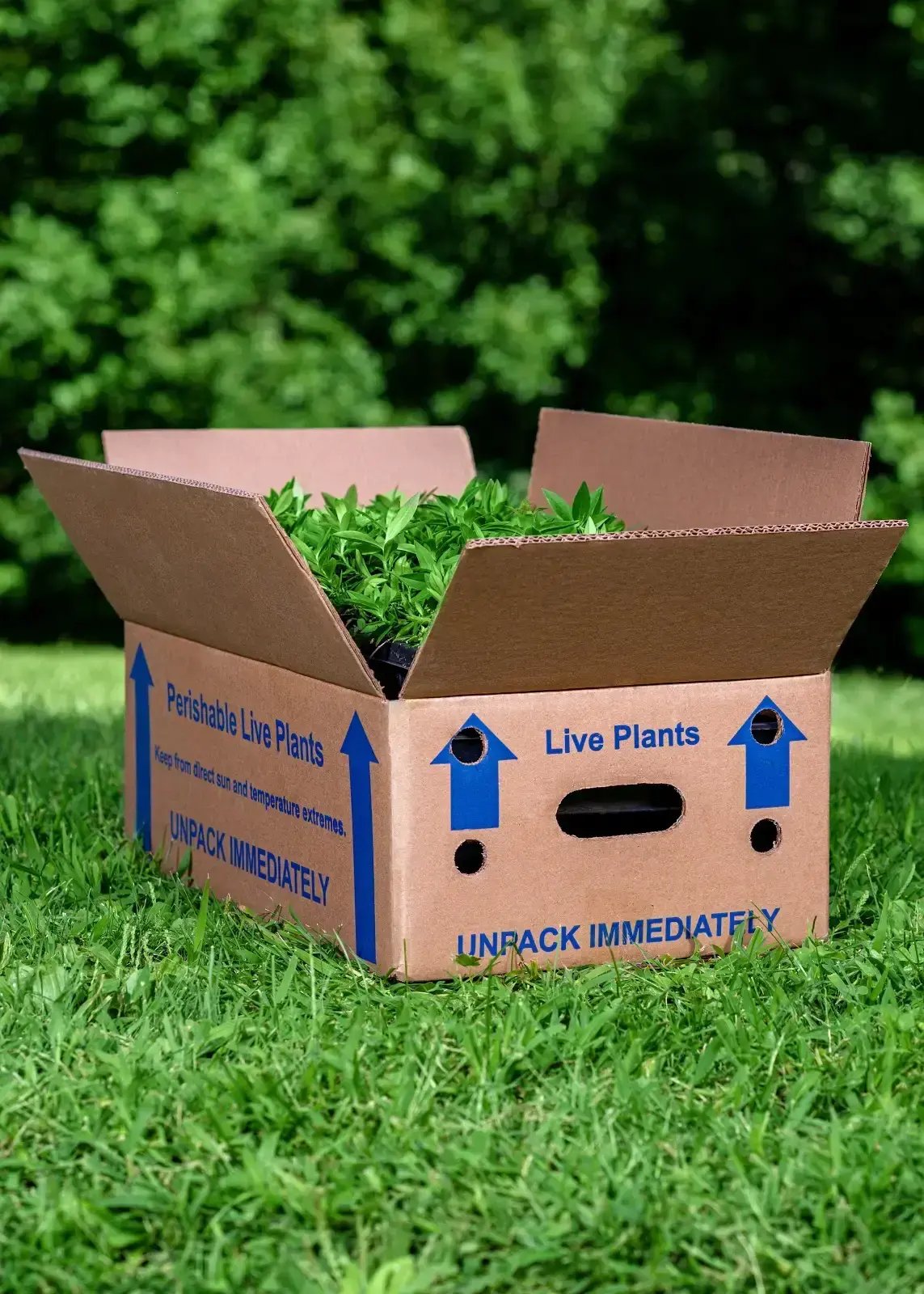 Plant Tray (1)
